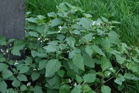 Image result for Solanum nigrum