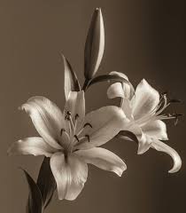 Image result for black and white flower photography