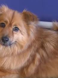 Issue a notice to inspect and go in and inspect for pests. Landlords Say New Bill Could Increase Rent Prices Khqa