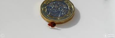 These insects may be difficult to identify, so you ought to hire a pest control specialist, as. Prices Bed Bug Pest Control Company In London Providing Guaranteed Bed Bug Treatment And Extermination Solutions