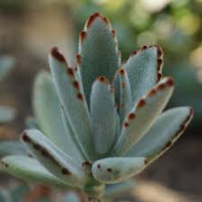 Image result for Pandaceae