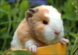 You want guinea pig sale near me. Pin On Guinea Pig