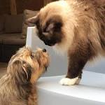 Havanese: A Great Dog for Cat Owners - I Dream of Doggies