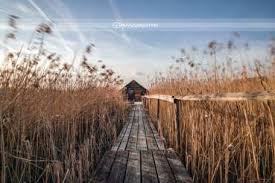 It is situated near lake federsee, which is separated from the town by a wide reed belt. Mural A Fisherman S House Located Directly On The Federsee Steg Between Reeds Wall Calendars Murals Downloads And Art