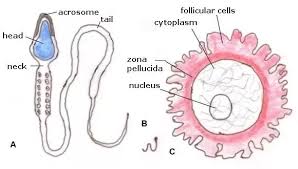 Maybe you would like to learn more about one of these? What Is Largest Cell And What Is Smallest Cell Quora
