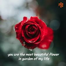 Quotes And Whatsapp Status Videos In Hindi Gujarati Marathi Rose Wallpaper Flowers Organic Gardening
