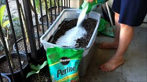 Best Soil Mixture For Plumerias Plumeria Tree Plumeria Care Indoor Plumeria