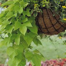 Especially if your plants there are a few different problems that could cause blackened leaves on a potato plant, and in this. Pin On Products