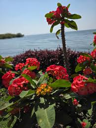 Image result for Virectaria major