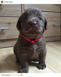 Sweet Labradorcute Cute Labrador Puppies Cute Dogs Cute Animals