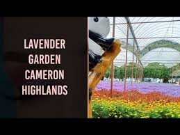 Get mesmerized with the colourful sea of blooming flowers. Cameron Lavender Cameron Highlands Destimap Destinations On Map