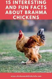 Because they are a large bird, brahmas will need an appropriately sized coop with larger nesting boxes, taller doorways and strong roosting poles. 15 Fun And Interesting Facts About Brahma Chickens Chicken Chicks Info