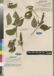 Image result for Croton madandensis