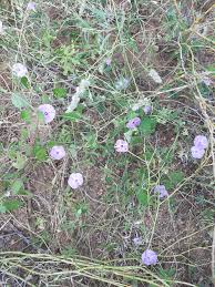 Image result for Ipomoea magnusiana