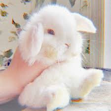  Kelinci Estetik Piaraan Hewan Binatang Lucu