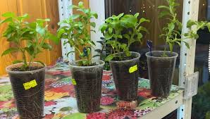 Dengan banyaknya kandungan yang ada pada tanaman rumput herbal, maka tidak salah jika tanaman ini diyakini sebagai obat herbal oleh banyak masyarakat. Reproduksi Petunia Dengan Stek Aturan Dan Tip Petunia Di Musim Dingin Cara Menyimpan Petunia Hingga Musim Semi Reproduksi Petunia Dengan Stek Di Musim Panas