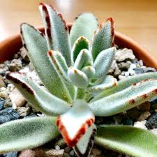 Panda Plant Kalanchoe In 2020 Plants Windowsill Garden Types Of Succulents