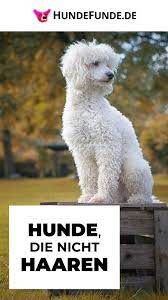 uber 39 hunderassen die nicht haaren hunde rassen hunde hunderassen