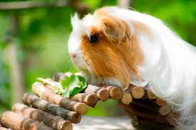 Voir plus d'idées sur le thème cochon d'inde, clapiers, clapier lapin. Accueil Jardinerie Jurassienne