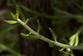 Image result for Kleinia longiflora