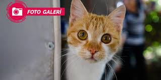 Kediler Dunyayi Nasil Gorur