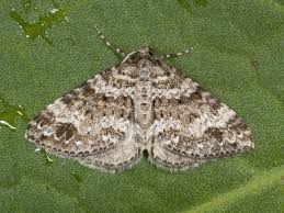 Image result for Mesotype parallelolineata