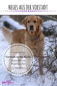 vorstadt on the rocks ein wintermarchen goodfellows hundchen training hunde hundetraining