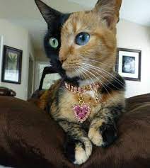 enlace permanente de imagen incrustada animais adoraveis gato fofo animais