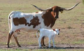 The texas longhorn is a breed of cattle known for its characteristic horns, which can extend to over 100 inches (2.54 m) tip to tip for cows and bulls. Texas Longhorn Bull Texas Longhorn Female Cattle Longhorn Breeding History Longhorn Longhorn Cow Cow Pictures Animals Wild