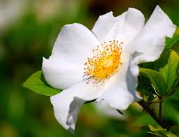 Image result for Rosa laevigata