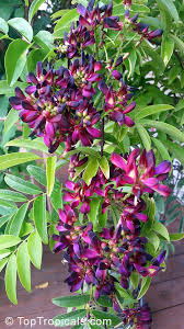 Image result for Millettia