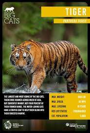 Our list of big cats includes common names, scientific names, subspecies and conservation status of the top wild cats on the planet. Celebrate World Wildlife Day With These 8 Big Cat Top Trumps Cards Conservation Earth Touch News