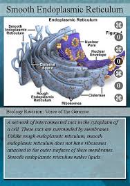 Plants cells are usually larger than animal cells. Ap Bio Chapter 6 Eukaryotic Cell Review Flashcards Quizlet