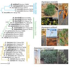 Image result for Asparagus minutiflorus