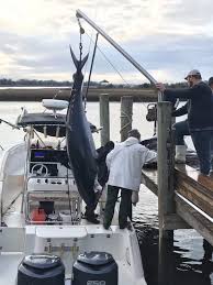 This fish was so big that we needed to always hold the line or else we couldn't stop the fish! 661 Pound Bluefin Tuna Caught Off Coast Of Southport Wway Tv