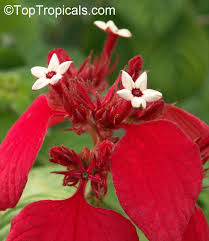 Image result for Mussaenda rivularis