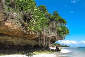 Image result for Pyrostria bibracteata