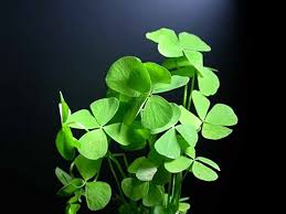 Image result for Mostuea hirsuta