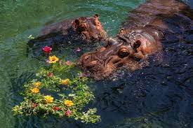 Hippo Enrichment Animals Beautiful Animals Wild Zoo Animals