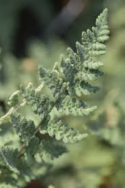 Image result for Cheilanthes similis