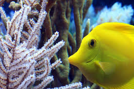 Sleek designs & modern technology make innovative marine a top choice for aquariums. Aquascaping The Art And Science Of Aquariums Hanna Instruments Africa