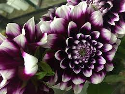 The membership includes supermarket retailers, wholesale distributors, foodservice and pharmacy companies. Inland Wholesale Flowers Inc Home Facebook
