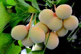 As mentioned, the tree does produce fruit, or at least the females do. How Many Years Do Ginkgo Trees Bloom And Bear Fruit The Plant Aide