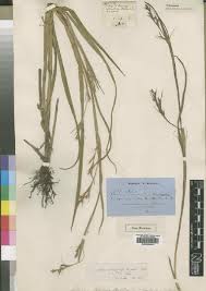 Image result for Scleria welwitschii