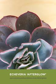 We did not find results for: Afterglow Has A Large Pink Rosette And Is Deer Resistant Echeveria Echeveria Afterglow Succulents