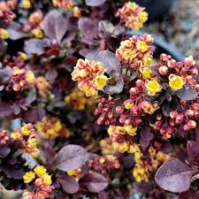 Image result for Barberry