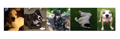 Home sweet home pet rescue po box 87 gilberts, il 60136 phone: Almost Home Rescue Rehabilitation Home Facebook