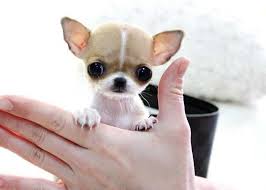 There are 824 chihuahua mini for sale on etsy, and they cost 13,02 $ on average. Chihuahua Mini Toys Petsidi