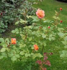 Daneben dann noch 'orange sunset' die ähnlich wie westerland blüht, die ich aber persönlich noch schöner finde. Strauchrose Westerland Expertenwissen Zu Dieser Rose