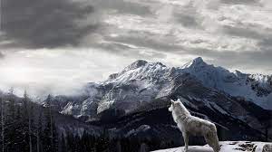 View and share our wolf wallpapers post and browse other hot wallpapers, backgrounds and images. Wolf Hd Desktop Wallpapers Top Free Wolf Hd Desktop Backgrounds Wallpaperaccess